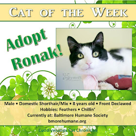 Cat of the Week: Ronak #BaltimoreHumane