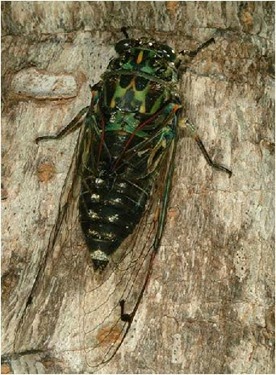 cicada