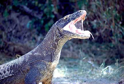Epic Creature Of The Month Komodo Dragon
