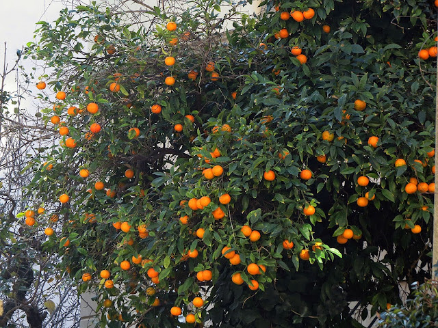 Albero di arancio, via Ferrigni, Livorno