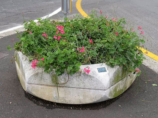 Neglected planter, via Grande, Livorno