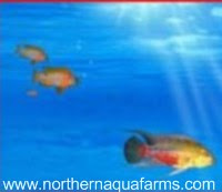 northern aqua farms fish in water logo