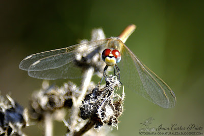 Sympetrum Sinaiticum - Dardo del desierto (fotografia-de-naturaleza.blogspot.com)