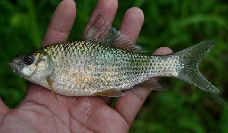  Nama  Nama  Ikan  Air  Tawar  Terlengkap dari A Z Info 