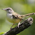 Burung Prenjak Jawa - Ciblek