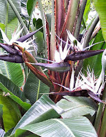 Giant Bird Of Paradise Flower