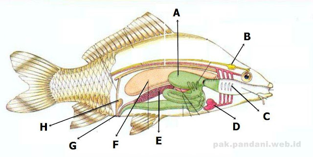 Berikut ini gambar  anatomi tubuh Pisces ikan  Sebutkan 
