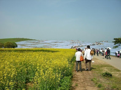 hitachi seaside park