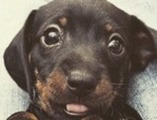 Cute-Dog-C-1 (1)