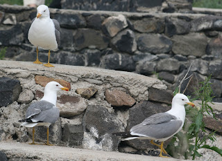 Armenian gull