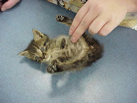 Kitten getting tummy rubs