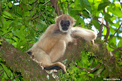 muriqui-do-sul, Brachyteles arachnoides, extinção, fotos de animais, animal ameaçado de extinção, maior primata das américas, macaco, muriqui, monkey, natureza, animal, conservação, mata atlântica, fauna em extinção, IUCN, espécie ameaçada