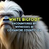 WHITE BIGFOOT Encountered by Witnesses in Comanche County, Oklahoma