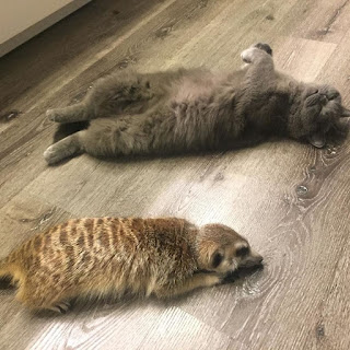 Gato y suricata son mejores amigos y les encanta acurrucarse el uno con el otro