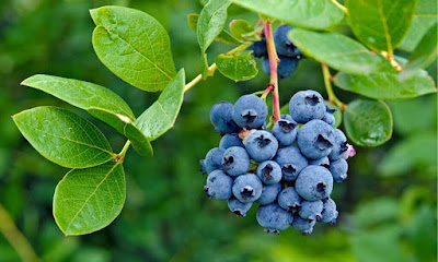Wild Blueberries - Top 20 Foods High In Antioxidants