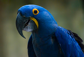 Hyacinth Macaws picture