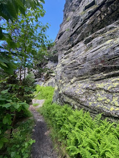 Cliff face and ferns along it.