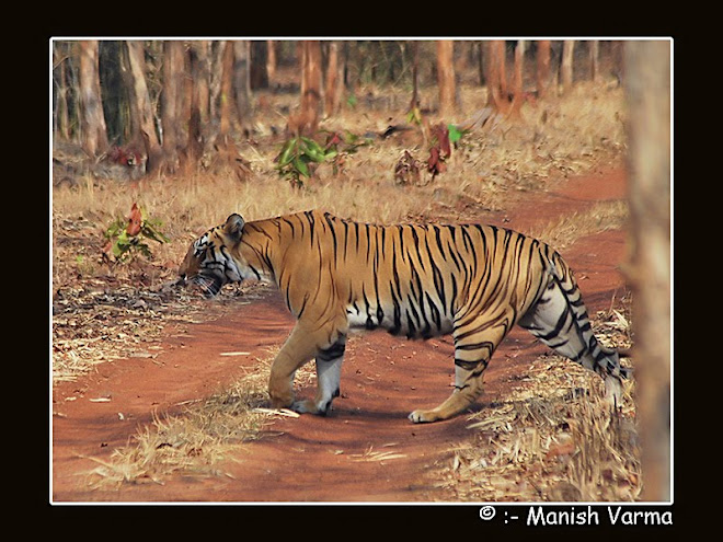 the king of tadoba
