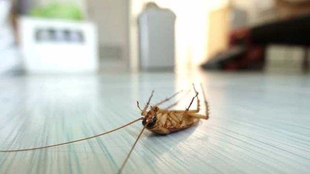4 Fakta Unik Serangga yang Selalu Mati Dengan Posisi Terbalik