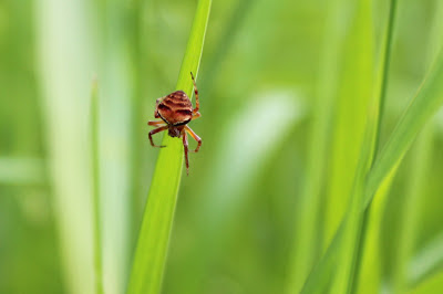 Witruitwielwebspin - - Araneus sturmi