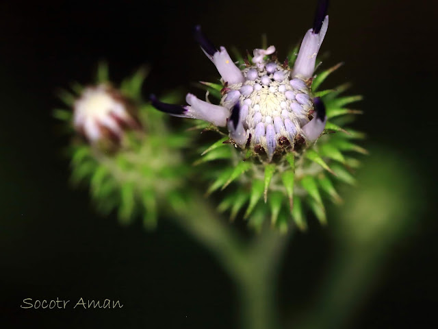 Saussurea sinuatoides