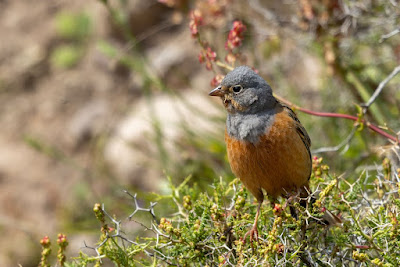 Cretzschmar's Bunting at Meladia Valley, Lesvos