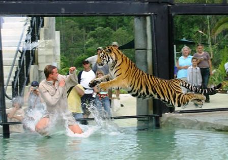 Beautiful,cute,dangerous yellow ,black tiger,tiger jumping  very dangerous style ,wallpapers,pictures,images        