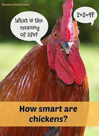 Are chickens smart?