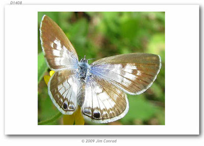 mariposas argentinas