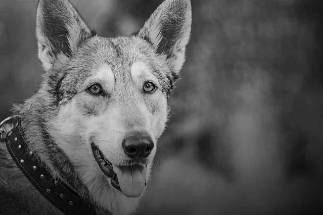 Wolf und Wachhund - Fabel Aesop - Freiheit