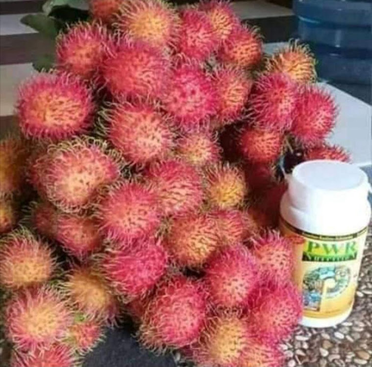 Klengkeng Kristal Rambutan Binjeh Nangka Mini Dan Anggur Isabela Banjarbaru