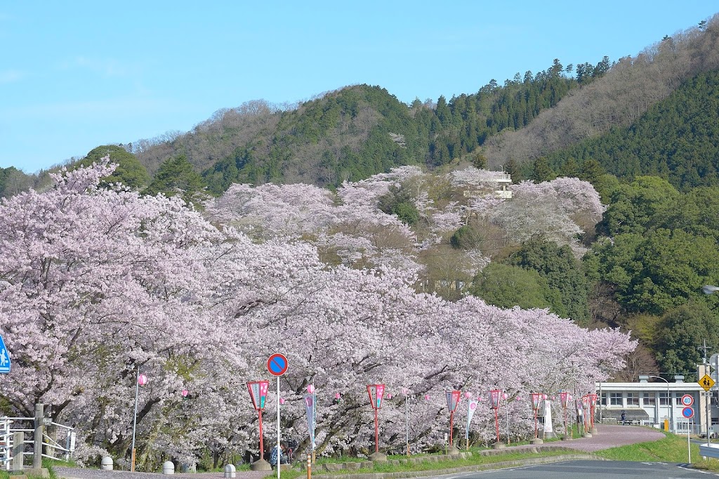 尾関山公園 広島県 で桜を見てきました 散策同好会 旅の軌跡と備忘録