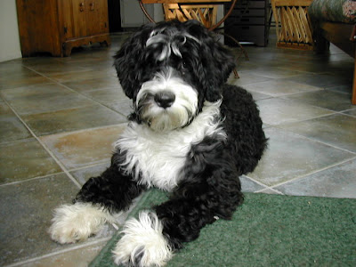    bo dog labradoodle dog    labradoodle    portuguese water puppy    portuguese water dogs labradoodle