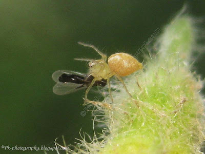 what do baby spiders eat?