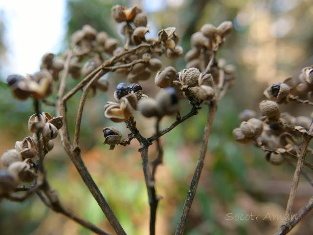 Zanthoxylum ailanthoides