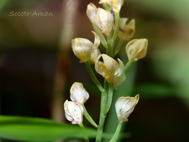 Cephalanthera fallcata