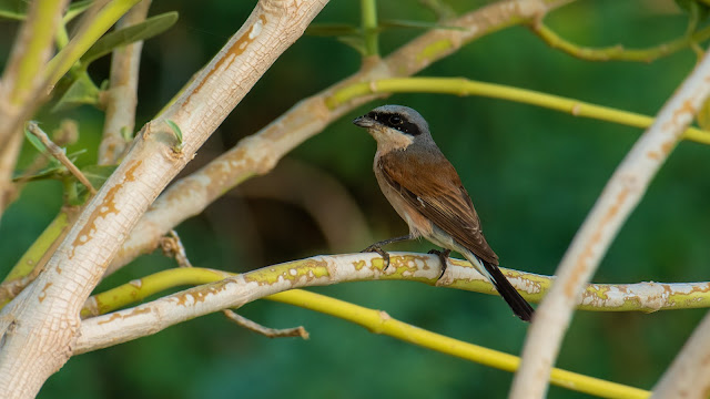 Red-backed Shrike