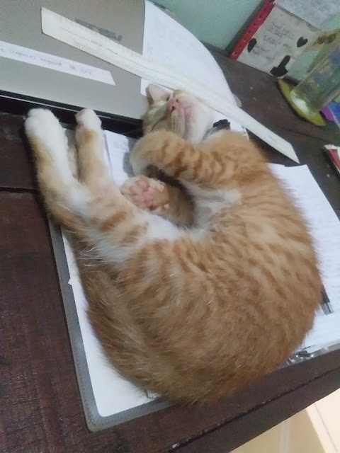 Picture 1.3. Percy was sleeping on my book.