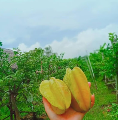 Taman buah takamas jepara