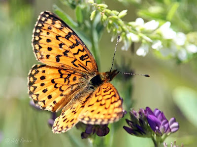 Silver-bordered Fritillary