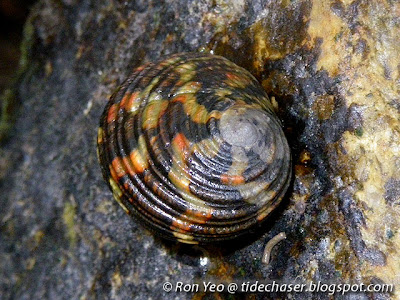 Chameleon Nerite (Nerita chamaeleon)