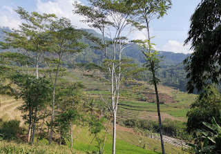 Indonesia, Isla de Java, Candi Selogriyo.