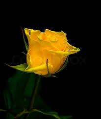 Hd Images Of Yellow Rose 3