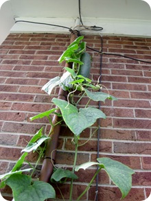 cucumberhighup