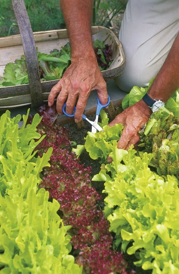  DIY gardening tips