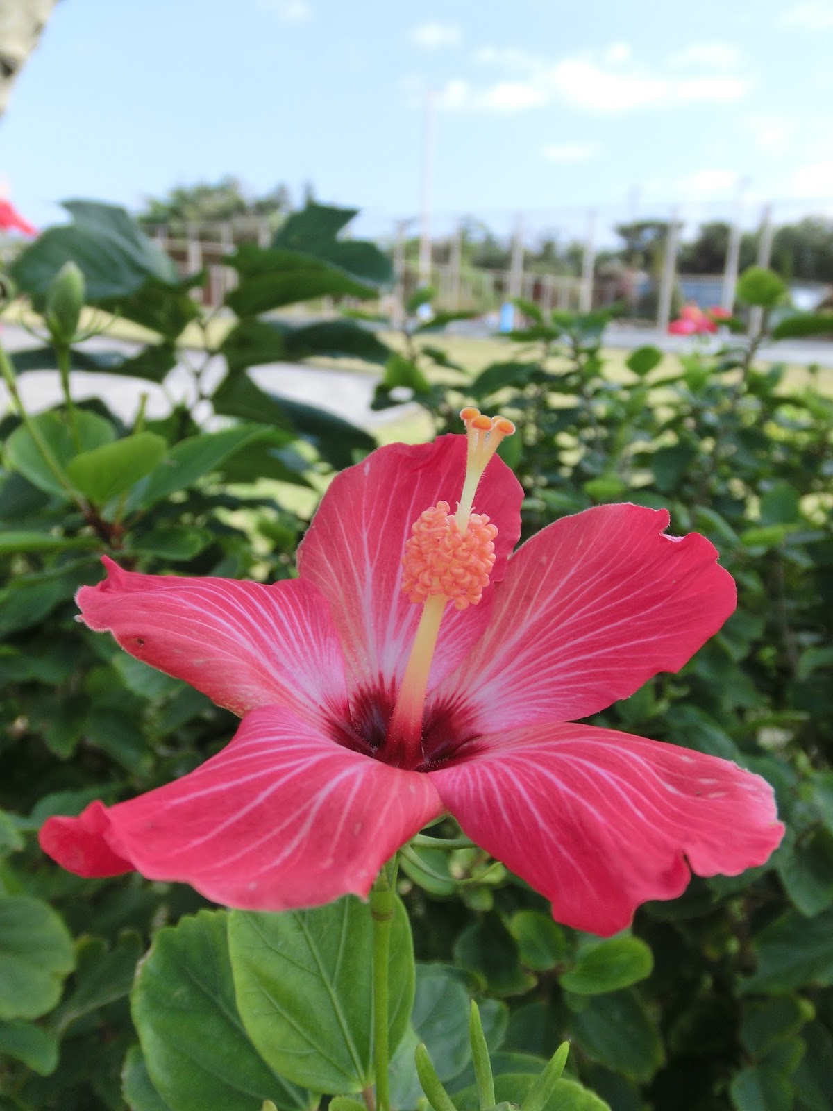 Flores Silvestres de Puerto Rico on Vimeo