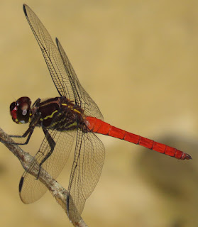 Orthemis biolleyi