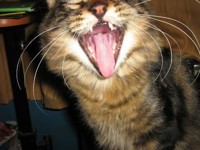 Animal yawning photographs