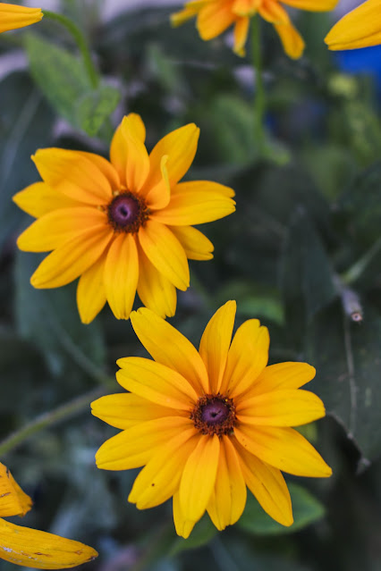 Cottage Garden