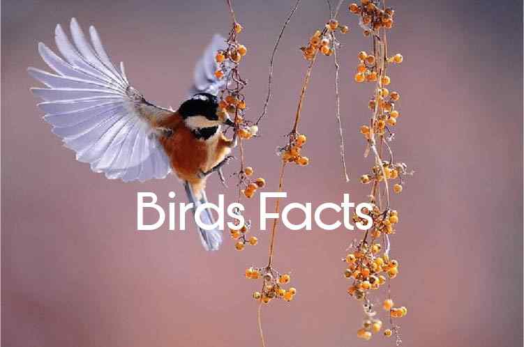 facts about birds